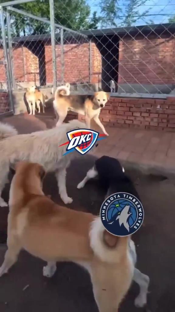 太有活了！美媒惡搞：狗王雷霆嚇退掘金灰熊，把森林狼按地上